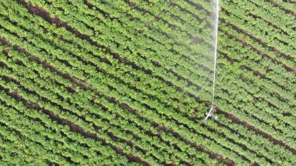 Aerial: Irrigation Sprinklers in the field. Watering the field. — Stock Video