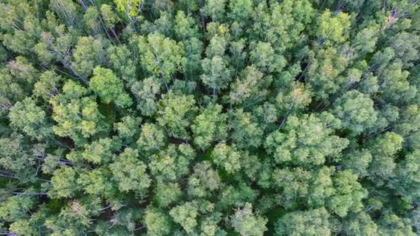 Letecký. Let dronem nad zeleným lesem. Pohled shora. — Stock video