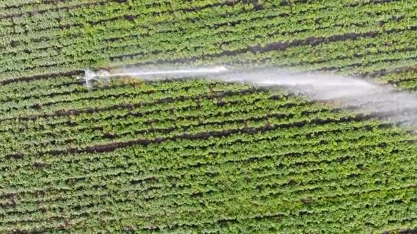 Vista aérea del sistema de riego. Campo de riego . — Vídeo de stock