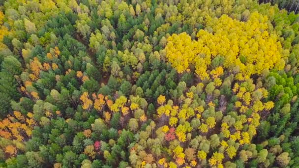 Aérea: dron volando sobre el bosque de otoño . — Vídeos de Stock