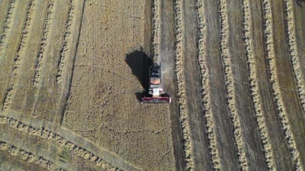 Vista superiore di un combain che raccoglie il grano. Agricoltura e agricoltura, campagna. Il punto di vista dei droni — Video Stock