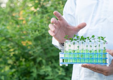 Beyaz önlüklü bir araştırmacı yeşil lahanalı test tüplerini gösteriyor..