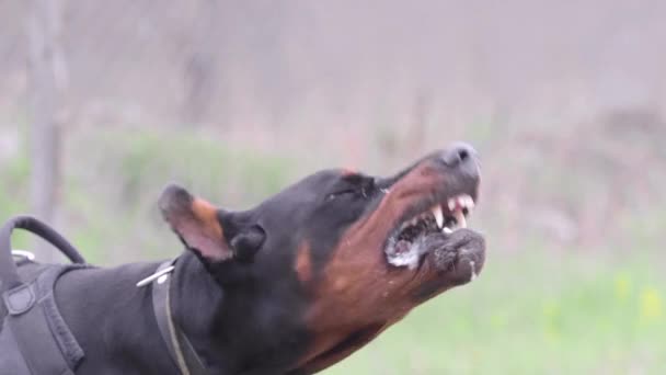 Köpek soyundan Doberman Pinscher. Kızgın köpek havlar. Görüntüyü kapat. — Stok video