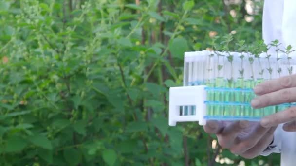 Närbild av en forskare som visar provrör med gröna groddar. — Stockvideo