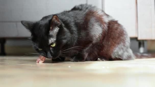 Nahaufnahme Video - schwarze Hauskatze frisst Fleisch. — Stockvideo