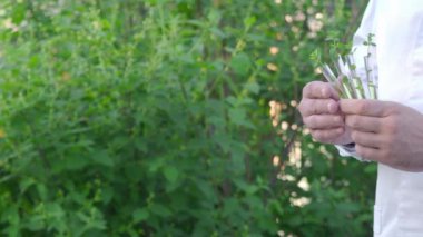 Beyaz önlüklü, yeşil lahanalı test tüplerini gösteren bir araştırmacı. Yakın plan..