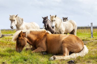 Grup yaz saati İzlanda ovasında otlatma sırasında atların