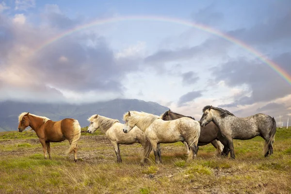 Group Horses While Grazing Iceland Plain Rainbow Summer Time — Stock Photo, Image