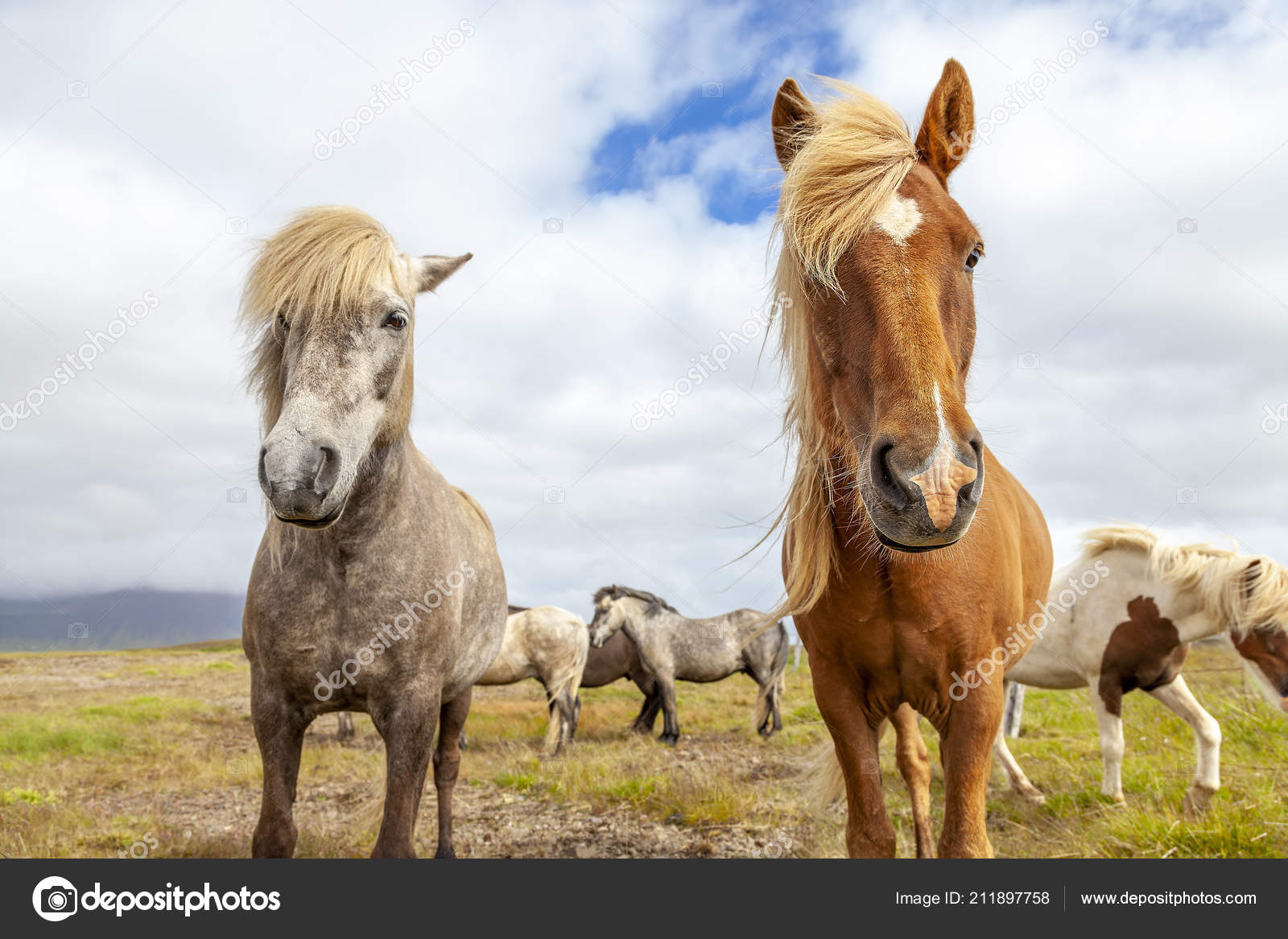 Photos De Chevaux Images De Chevaux Depositphotos Photos De Chevaux Images De Chevaux Depositphotos