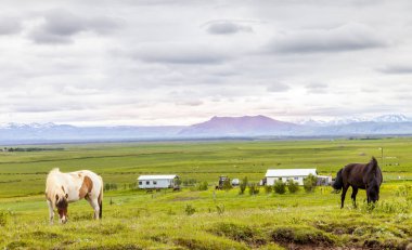 Grup yaz saati İzlanda ovasında otlatma sırasında atların