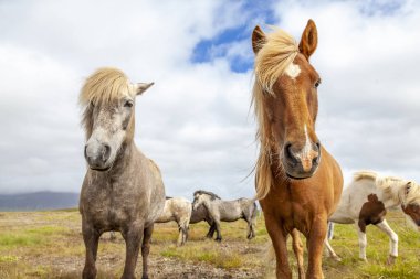 group of horses while grazing in the iceland plain in the summer time clipart