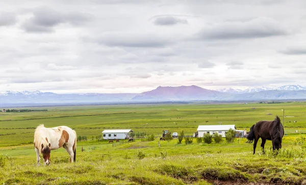 Grup yaz saati İzlanda ovasında otlatma sırasında atların