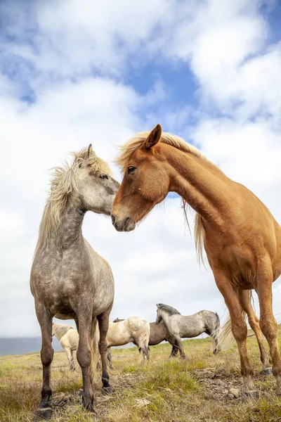 Group Horses While Grazing Iceland Plain Summer Time — Stock Photo, Image