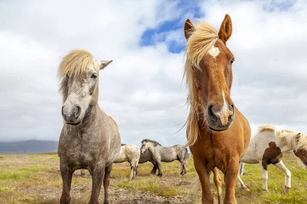 Grup Yaz Saati Zlanda Ovasında Otlatma Sırasında Atların — Stok fotoğraf