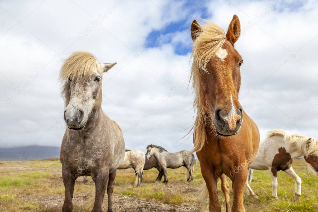 group of horses while grazing in the iceland plain in the summer time