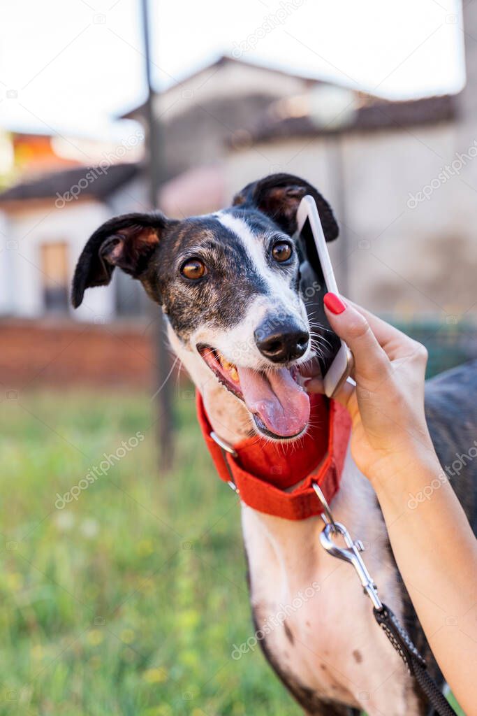 portrait of dog muzzle is barking at smart phone outdoors