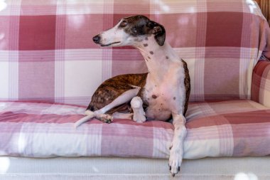 Evde kanepede dinlenirken genç av köpeğinin portresi.