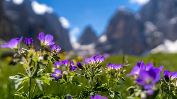 Lila Blommor Förgrunden Med Italienska Dolomiterna Defocused Bakgrund — Stockfoto