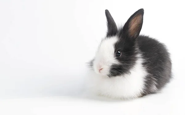 Cute Adorable Black White Rabbit Sitting Isolated White Background Lovely — Stock Photo, Image