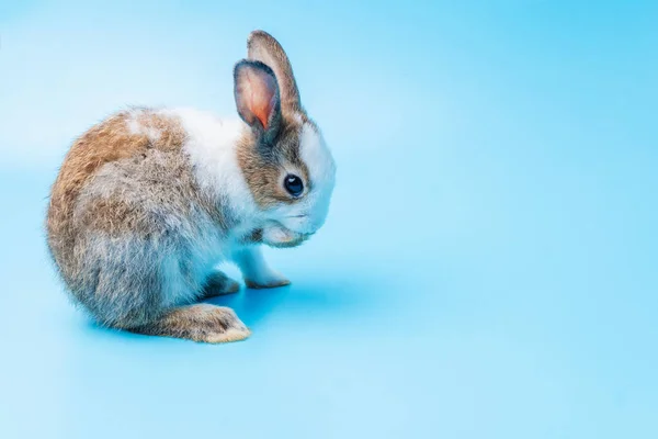 Симпатичный Восхитительный Коричневый Белый Кролик Чистит Ноги Сидя Изолированном Голубом — стоковое фото