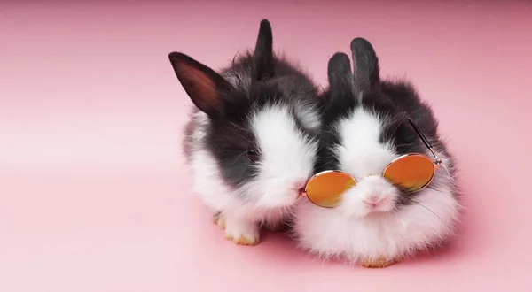 Two Black White Adorable Rabbit Long Ear Sitting Isolated Pink — Stock Photo, Image