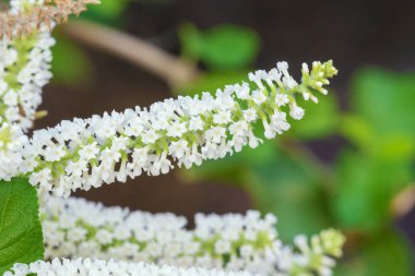 Marco Beyaz Kelebek Çiçeği, Byttneria, Yaz leylağı, Buddleja doğada panikleyen ağaç. 