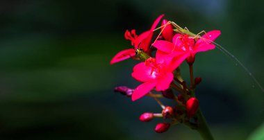 Bulanık yeşil yapraklar üzerinde Botanik taze kırmızı jatropha integerrima çiçeği. Euphobiaceae ailesinde Peregrina veya Baharatlı Jatropha.