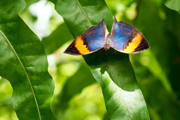 翅膀蝴蝶立在绿叶的自然背景上 早上花园的叶子上挂着彩蝴蝶 — 图库照片