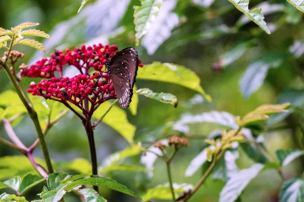 在春夏的花园背景上 皇冠蝴蝶在红花上飞翔 户外有黄色蝴蝶的环境 — 图库照片