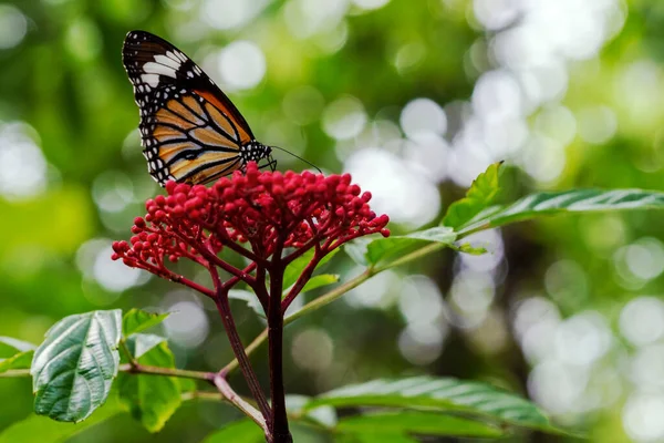 春夏时节 在自然的背景上开着一朵红色的蝴蝶 背景为黄蝴蝶在户外的环境 — 图库照片