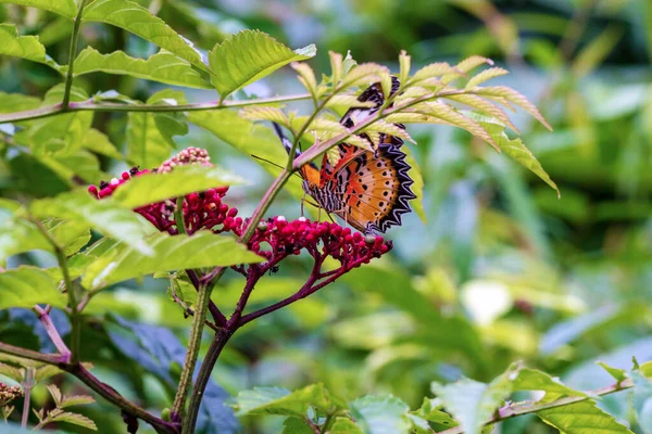 在春夏的花园背景上 皇冠蝴蝶在红花上飞翔 户外有黄色蝴蝶的环境 — 图库照片