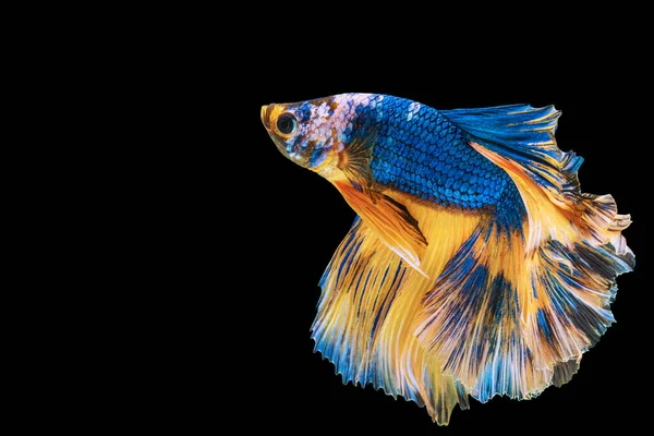 Betta Splendens Combate Peixes Tailândia Fundo Preto Isolado Momento Comovente — Fotografia de Stock