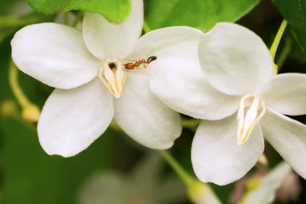 Großaufnahme Von Ameise Auf Lila Blume Marco Ameise Klettert Auf — Stockfoto