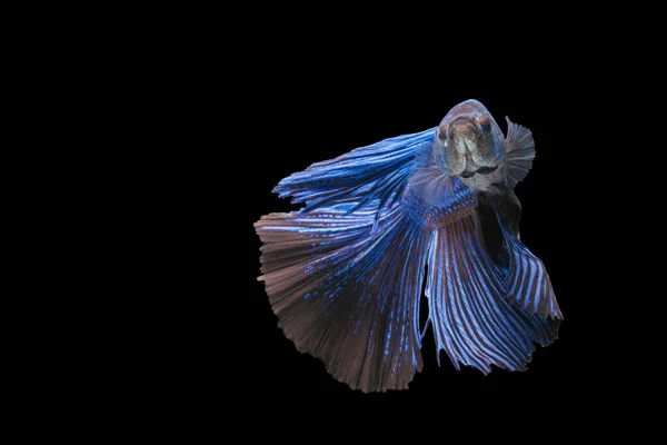 Betta Splendens Combate Peixes Tailândia Fundo Preto Isolado Momento Comovente — Fotografia de Stock