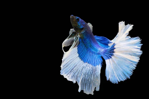 Betta Splendens Fighting Fish Thailand Isolated Black Background Moving Moment — Stock Photo, Image