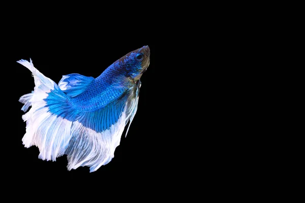 Betta Splendens Bekämpa Fisk Thailand Isolerad Svart Bakgrund Den Rörliga — Stockfoto