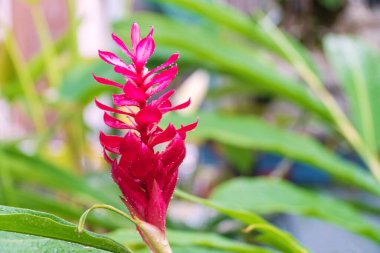 Doğanın arka planında su damlacıkları olan güzel kırmızı kızıl bir çiçek. Alpinia purpurata (Vielle.) Ağaçtaki Schum..
