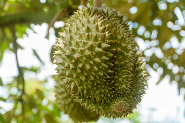 Fresh asian tropical durian on tree in nature background at garden. The king of fruits. (Durian tree)