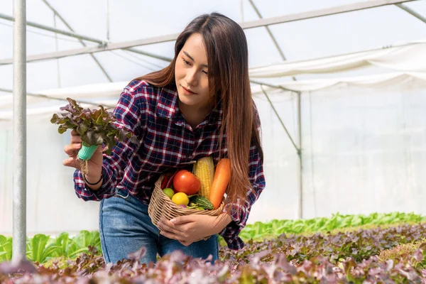 Young farmer woman holding fresh lettuce organic vegetable with basket at greenhouse hydroponic organic farm. Owner small business entrepreneur organic vegetable farm and healthy food concept
