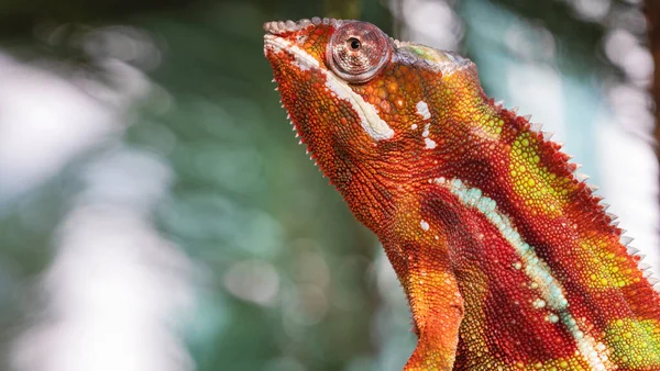 Chameleon furcifer pardalis ambilobe panther chameleon sitting on tree branch. Close up chameleon panther on nature background.