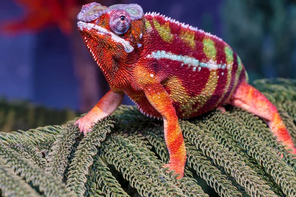 Chameleon Furcifer Pardalis Ambilobe Panther Chameleon Sitting Tree Branch Close — Stock Photo, Image