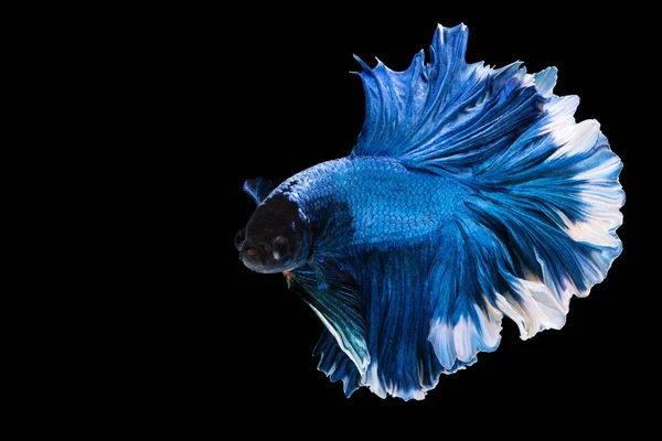 Betta Splendens Combate Peixes Tailândia Fundo Preto Isolado Momento Comovente — Fotografia de Stock