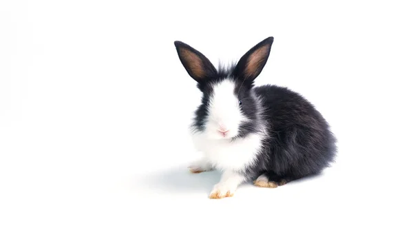 Zole Edilmiş Beyaz Arka Planda Oturan Sevimli Siyah Beyaz Tavşan — Stok fotoğraf
