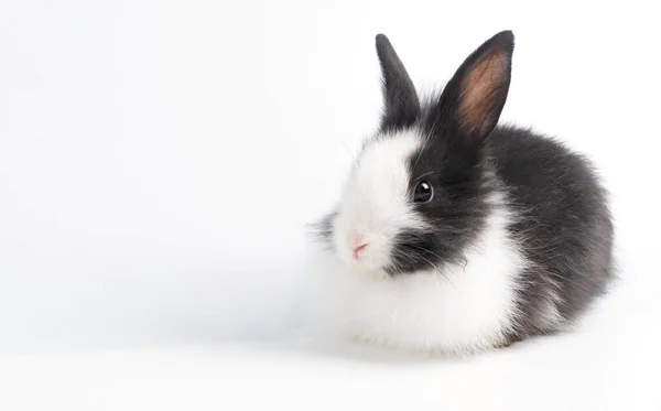 Lindo Conejo Adorable Blanco Negro Sentado Sobre Fondo Blanco Aislado —  Fotos de Stock