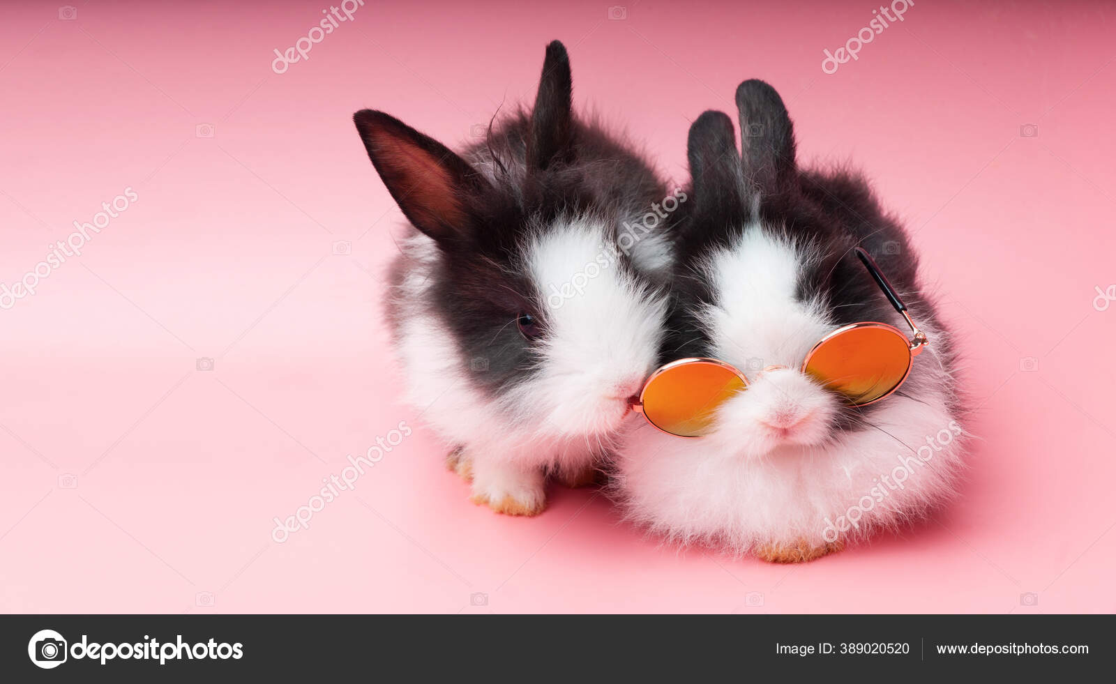 Black and hotsell white rabbit baby