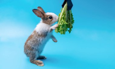 Sevimli küçük kahverengi ve beyaz tavşanlar yeşil taze marul yapraklarını izole edilmiş mavi arka planda yiyorlar. Hayvanlar sebze yer ve Paskalya konsepti.