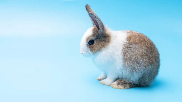 Симпатичный Восхитительный Коричневый Белый Кролик Сидящий Изолированном Голубом Фоне Прекрасный — стоковое фото