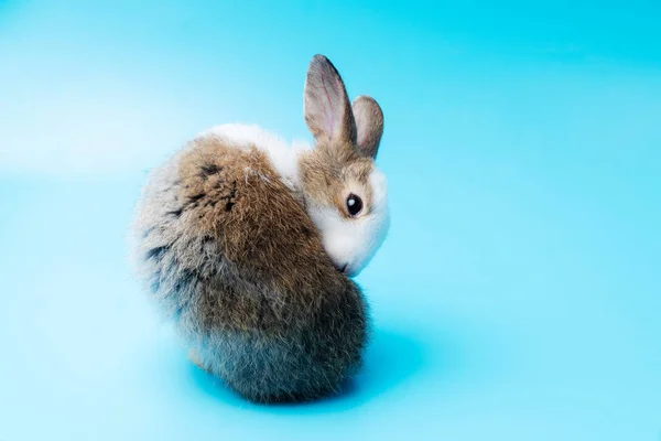 Niedliche Entzückende Braune Und Weiße Kaninchen Putzfuß Während Sie Auf — Stockfoto