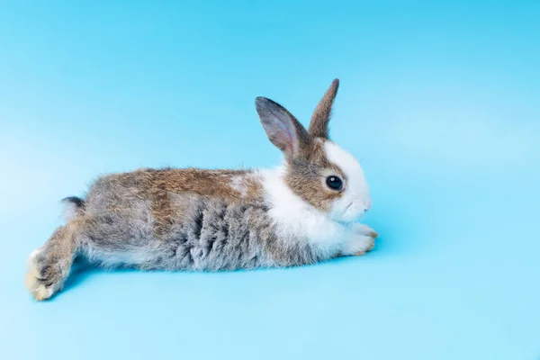 Lindo Conejo Marrón Blanco Adorable Acostado Sobre Fondo Azul Aislado —  Fotos de Stock