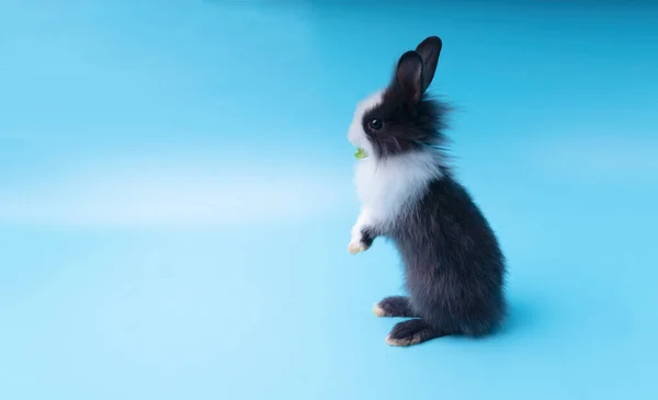 Back Black White Adorable Rabbit Standing Isolated Blue Background Lovely — Stock Photo, Image